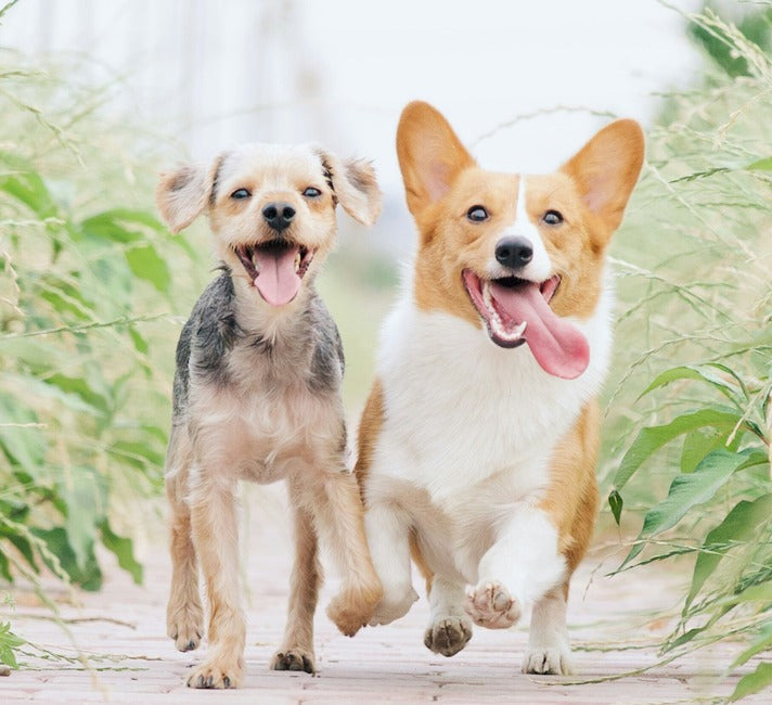 Organic Pet Treats Full-Spectrum CBD